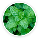 Peppermint Leaf Extract Powder