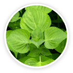 Perilla Leaf Extract