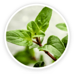 Oregano Leaf Extract