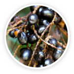 Saw Palmetto Fruit Extract Powder