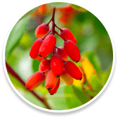 Berberine