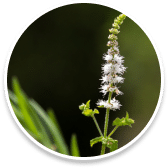 Black Cohosh