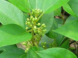 Gymnema Sylvestre