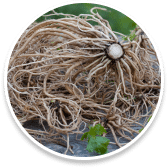 Valerian Root